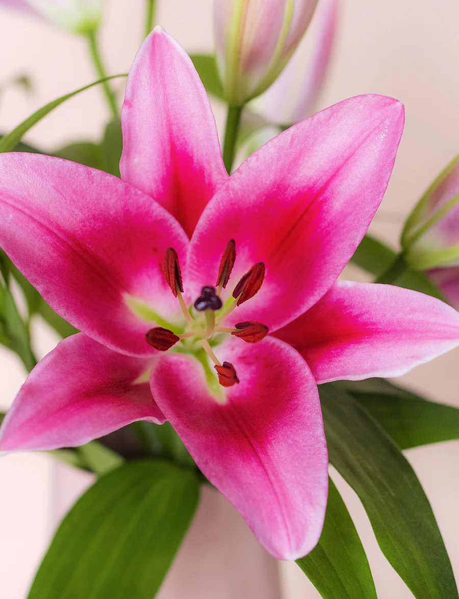 Oriental Lilies - Image 5