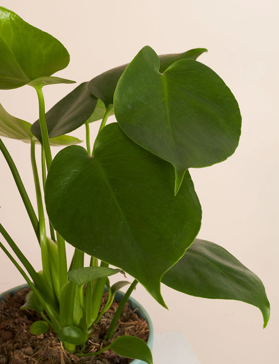 Monstera + a Pink Pot - Image 3