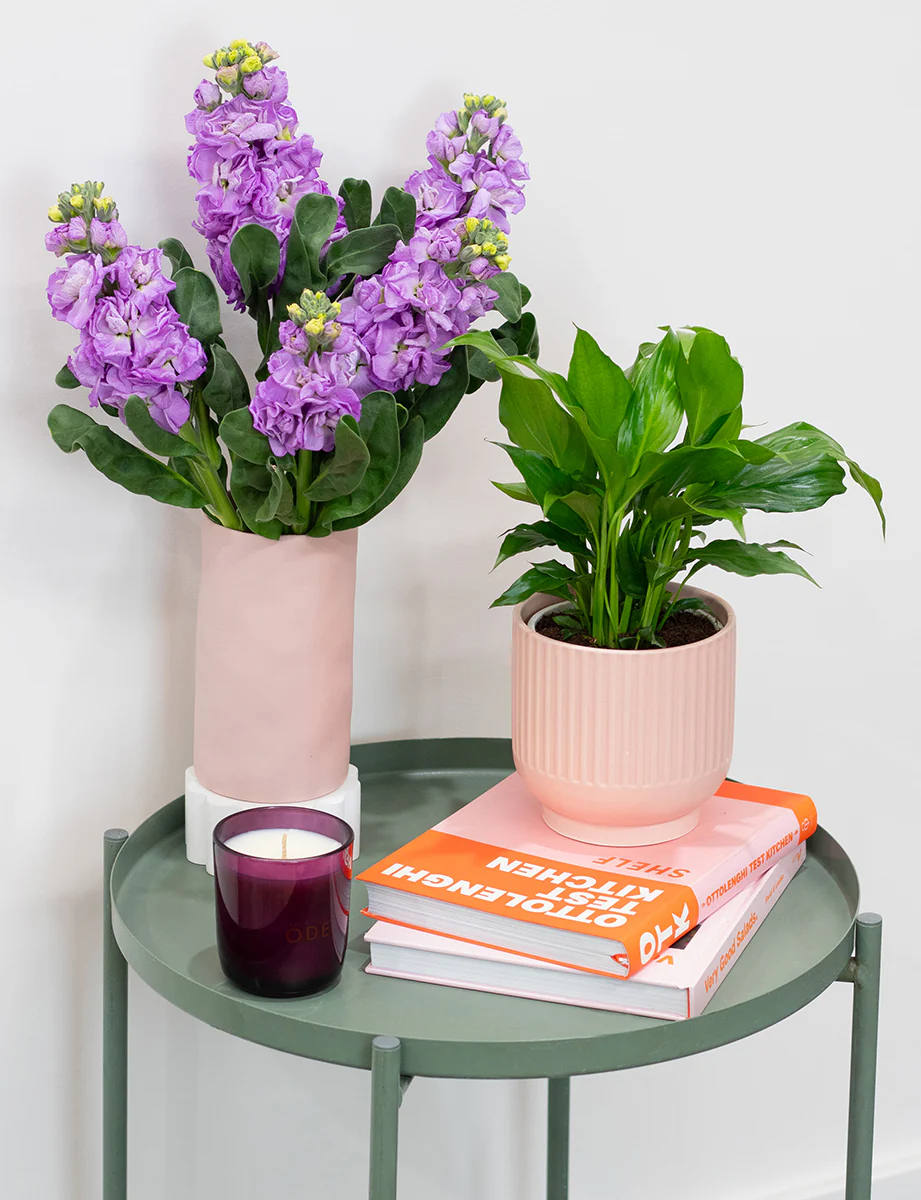 Peace Lily + a Pink Pot - Image 6
