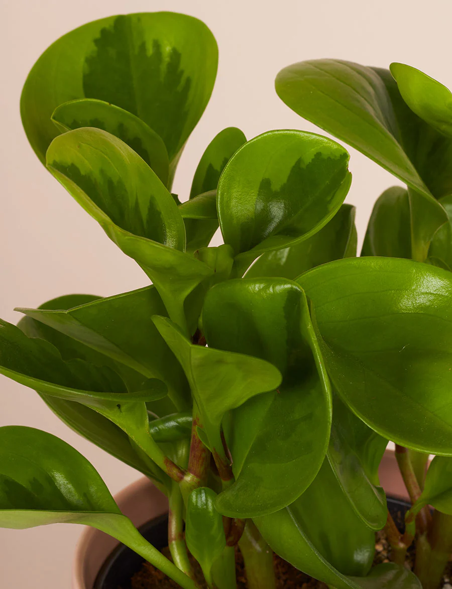Peperomia + a Pink Pot - Image 3